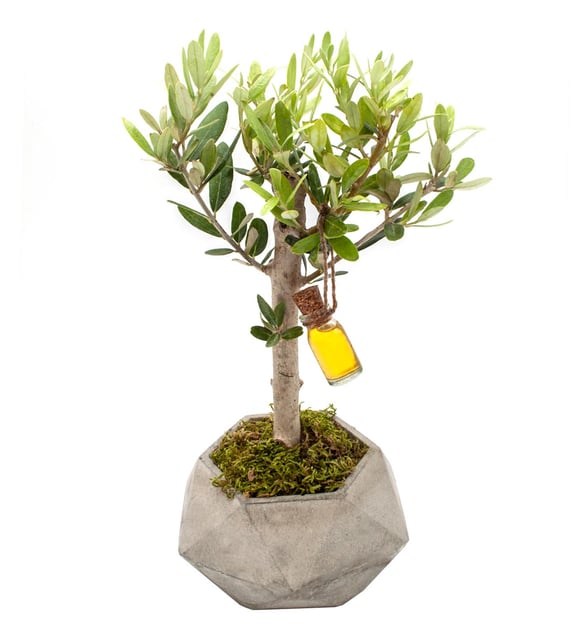 Beton Soksıda Zeytin Ağacı