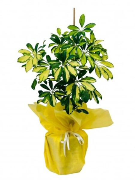 2'li Schefflera Bitkisi