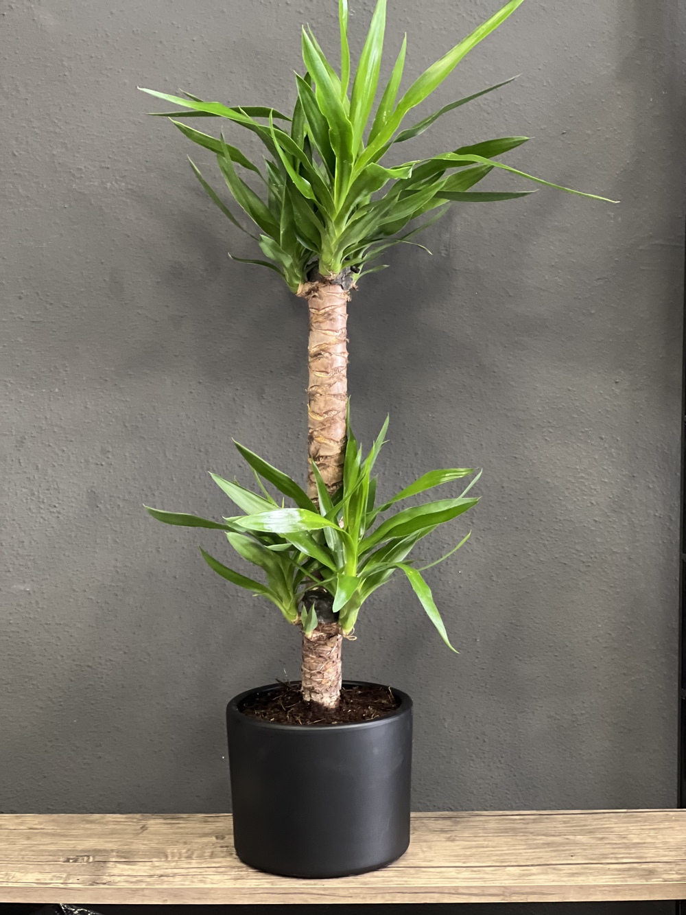 Yucca